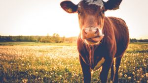 Αγελάδα μινιατούρα μόλις 66 εκατοστών στο Μπαγκλαντές