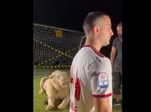 Τον έβαλαν να φωτογραφηθεί με λιοντάρι – Η αντίδραση του όταν αυτό βρυχήθηκε – News.gr
