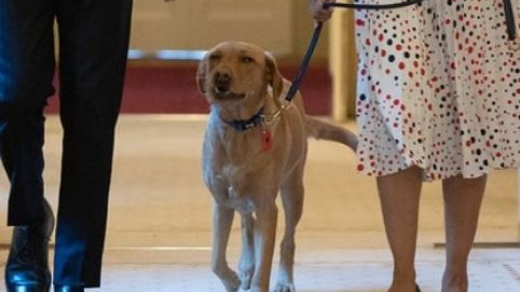Νόβα: Ο διάσημος σκύλος της Ντάουνινγκ Στριτ